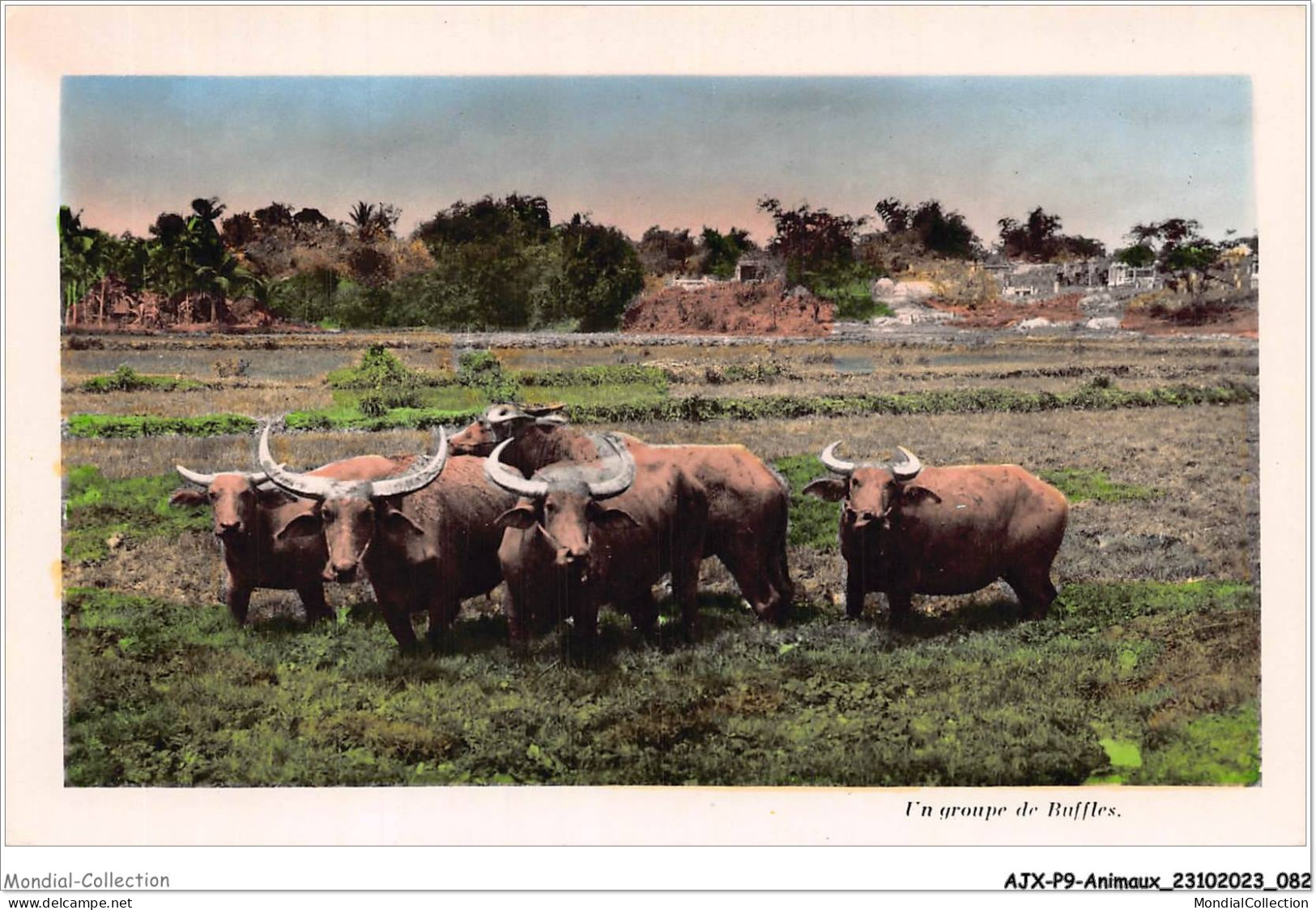 AJXP9-0929 - ANIMAUX - Un Groupe De Buffles - Bull