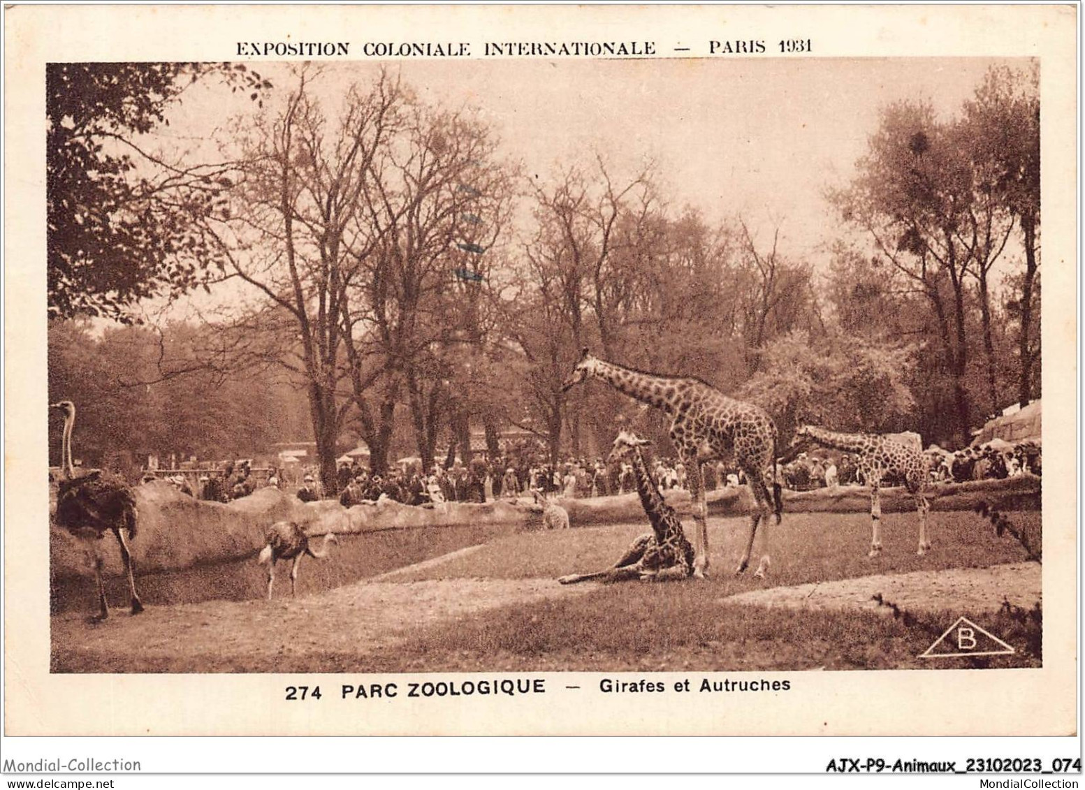 AJXP9-0925 - ANIMAUX - PARC ZOOLOGIQUE - Girafes Et Autruches - Giraffen