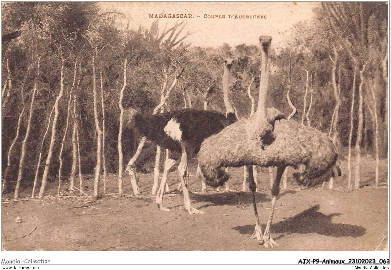 AJXP9-0919 - ANIMAUX - MADAGASCAR - Couple D'Autruches - Birds