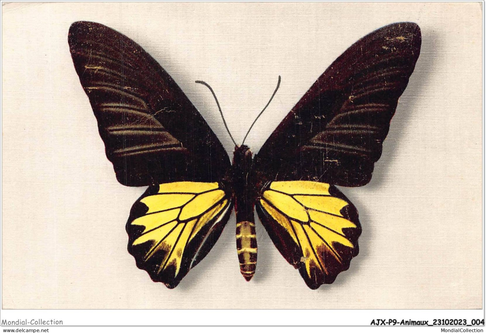 AJXP9-0890 - ANIMAUX - PAPILIO AECUS KAGUYA - Butterflies