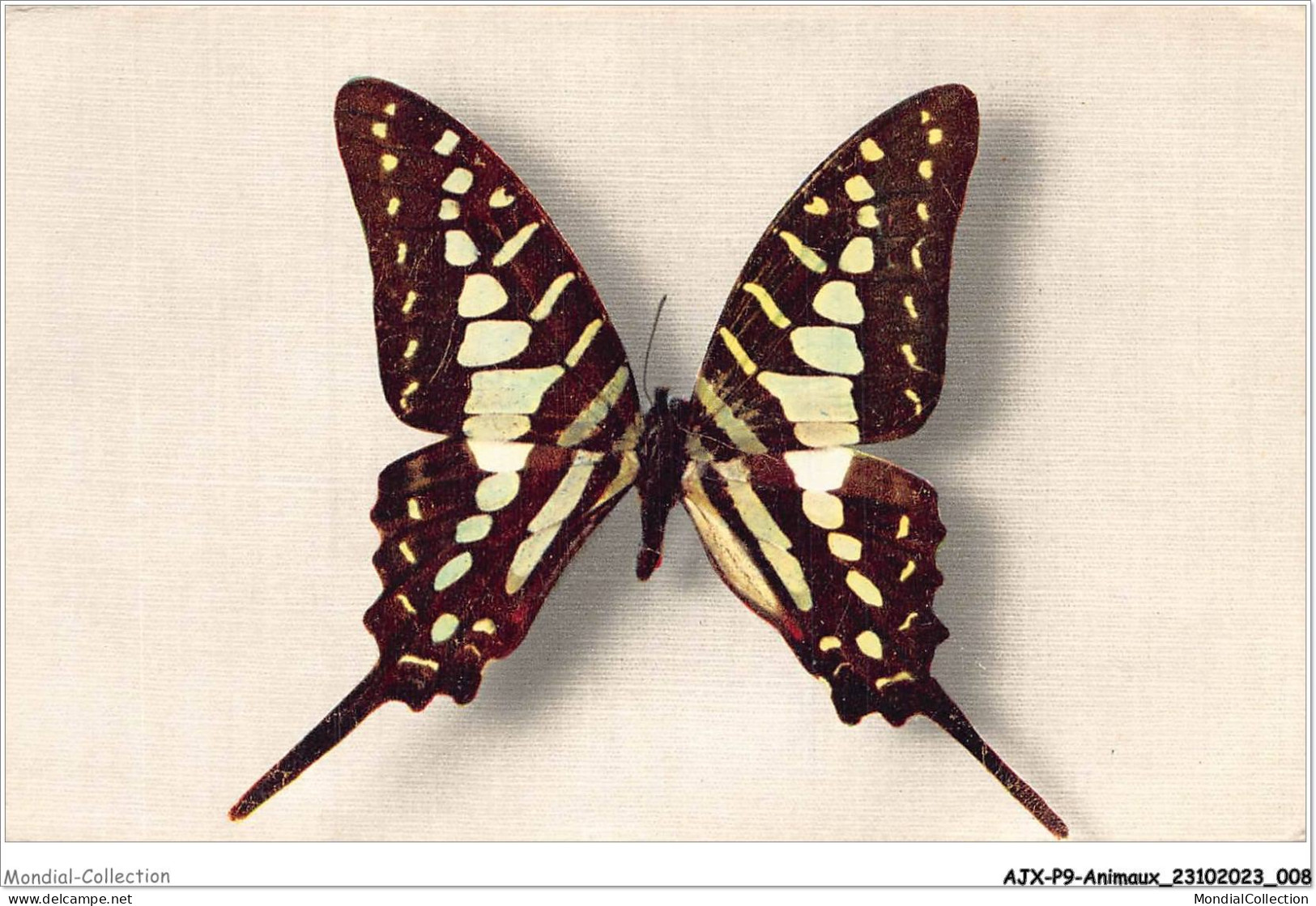 AJXP9-0892 - ANIMAUX - PAPILIO ANTHEUS - Schmetterlinge