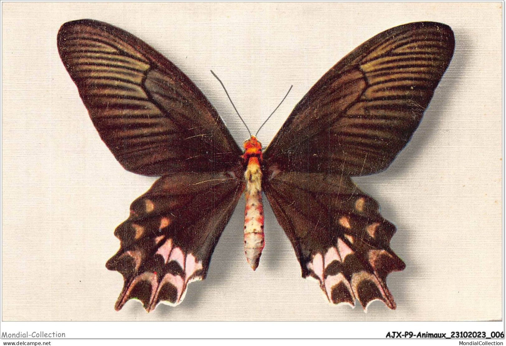 AJXP9-0891 - ANIMAUX - PAPILIO SEMPERI - Schmetterlinge