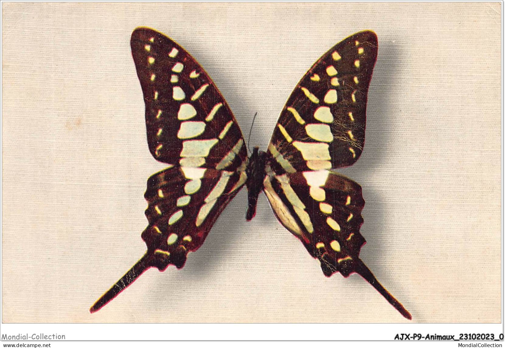 AJXP9-0888 - ANIMAUX - PAPILIO ANTHEUS - Vlinders