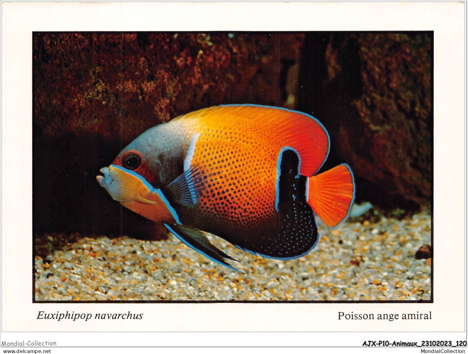 AJXP10-1034 - ANIMAUX - POISSONS CORAILLIENS - EUXIPHIPOP NARVARCHUS - Poisson Ange Amiral - Fish & Shellfish