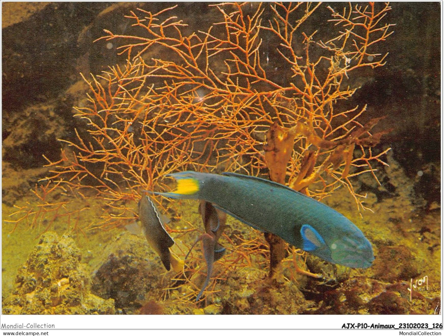 AJXP10-1037 - ANIMAUX - MUSEE OCEANOGRAPHIQUE DE MONACO - Girelle Exotique - Thalassoma Lunare - Fish & Shellfish