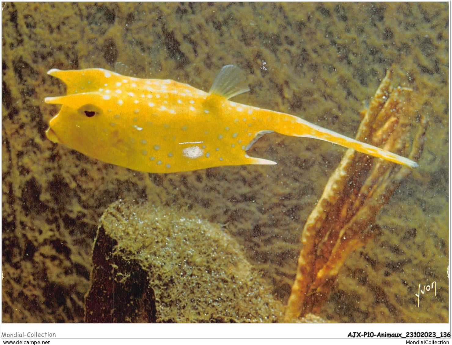 AJXP10-1042 - ANIMAUX - MUSEE OCEANOGRAPHIQUE DE MONACO - Poisson Coffre Cow Fish - Lactophrys Cornutus - Poissons Et Crustacés