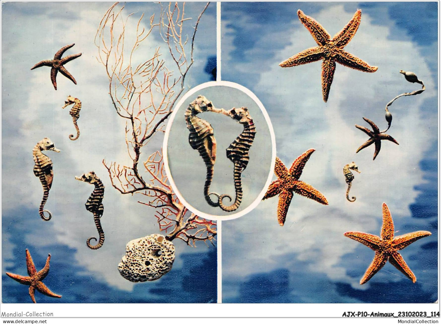 AJXP10-1031 - ANIMAUX - LE BALLET DES HIPPOCAMPES  - Pescados Y Crustáceos