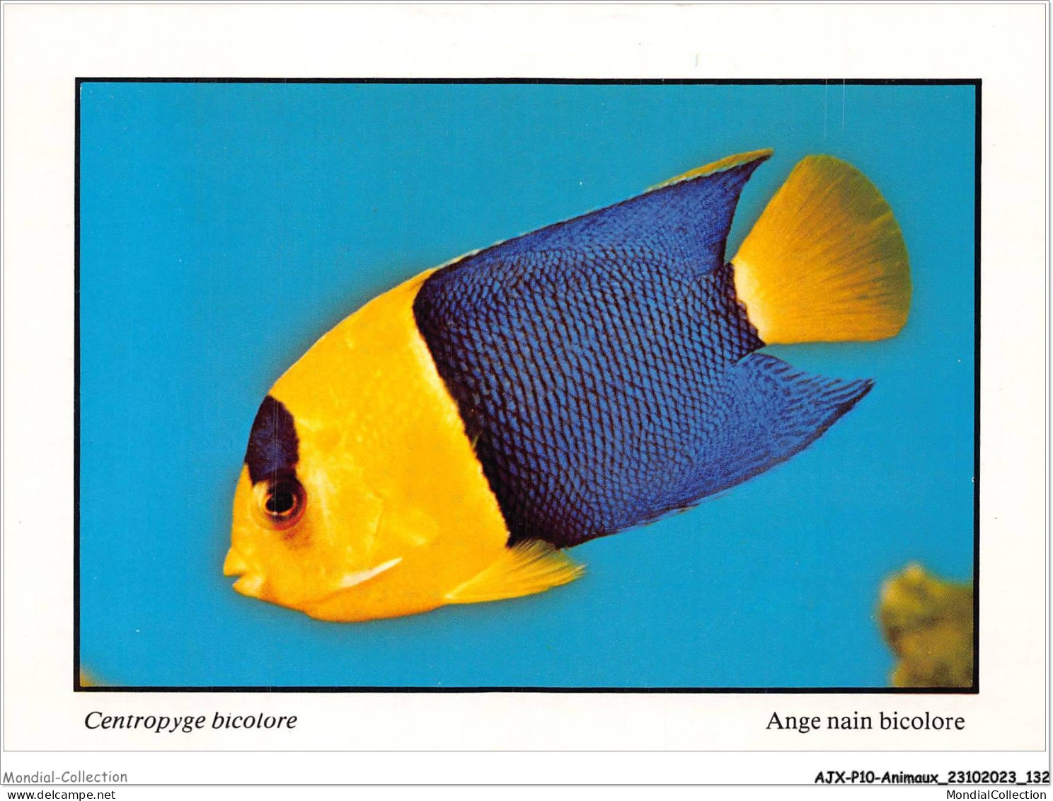 AJXP10-1040 - ANIMAUX - POISSONS CORAILLIENS - Centropyge Bicolore - Ange Nain Bicolore - Pescados Y Crustáceos