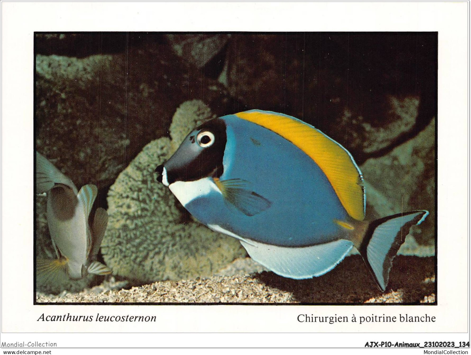 AJXP10-1041 - ANIMAUX - POISSONS CORAILLIENS - Acanthurus Leucosternon - Chirurgien A Poitrine Blanche - Vissen & Schaaldieren