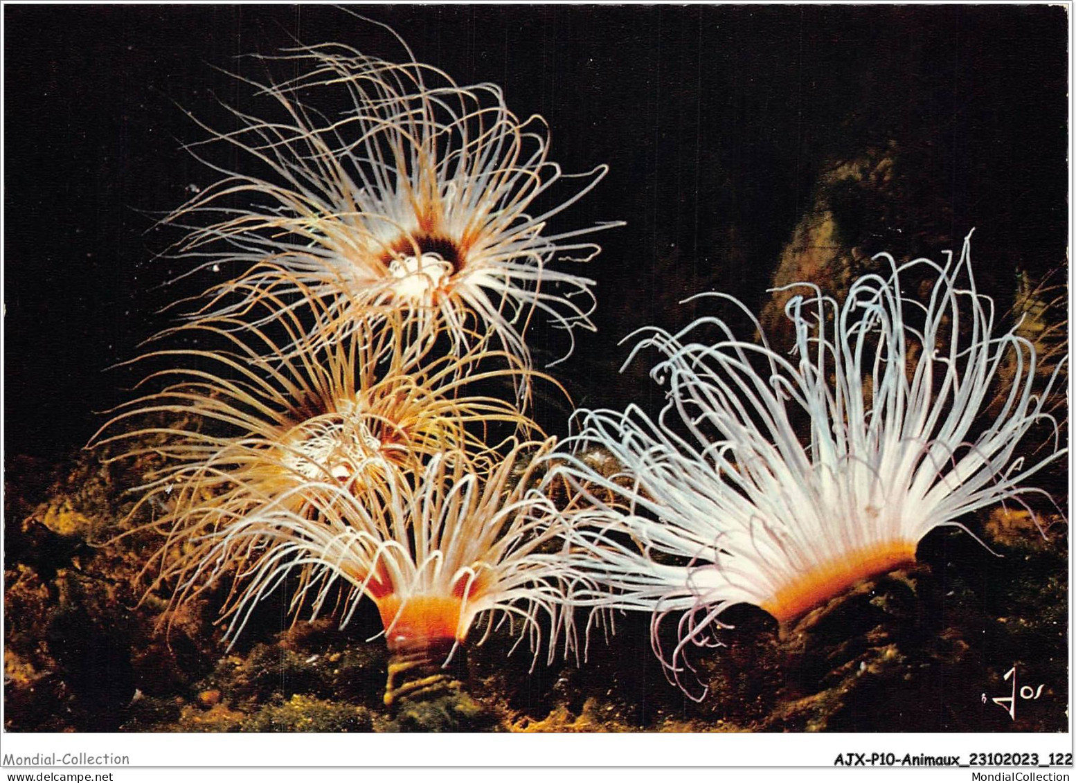 AJXP10-1035 - ANIMAUX - MX 3205 - Anemones De Mer - Aquatorium De ST-MALO - Fish & Shellfish