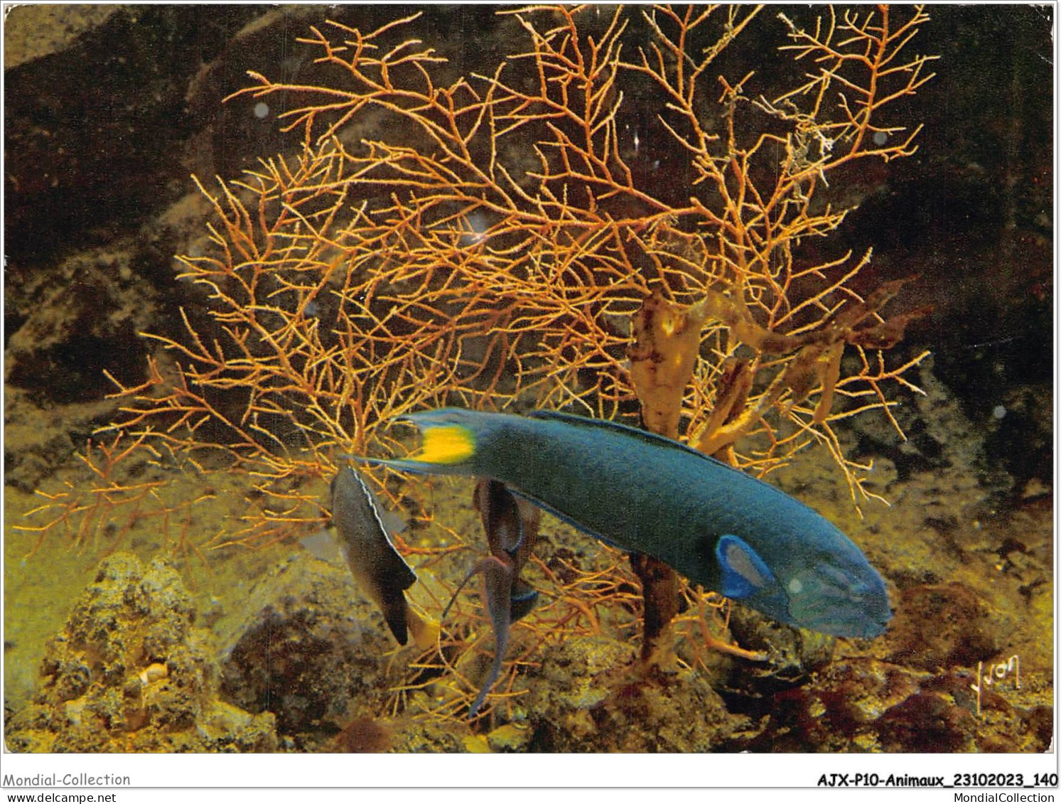 AJXP10-1044 - ANIMAUX - MUSEE OCEANOGRAPHIQUE DE MONACO - GIRELLE EXOTIQUE - Thalassoma Lunare - Fish & Shellfish