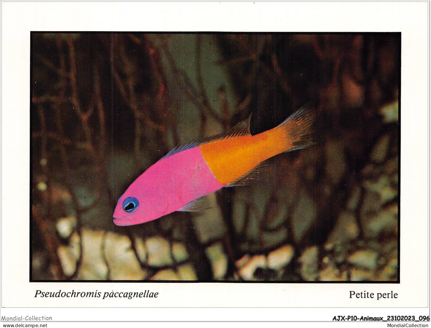 AJXP10-1022 - ANIMAUX - POISSONS CORALLIENS - Pseudochromis Paccagnellae - Petite Perle - Poissons Et Crustacés