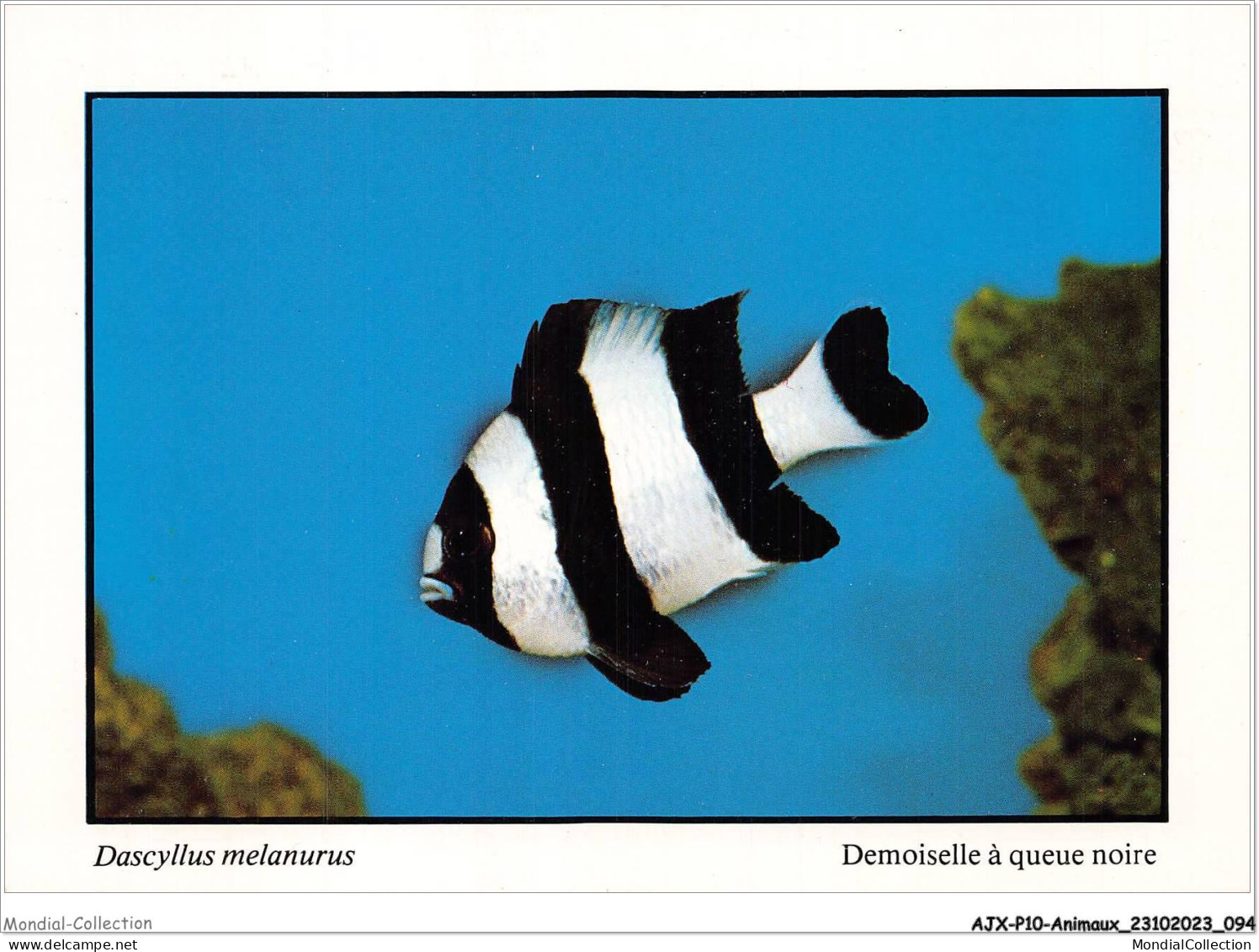 AJXP10-1021 - ANIMAUX - POISSONS CORALLIENS - Dascyllus Melanurus - Demoiselle A Que Noire - Fish & Shellfish