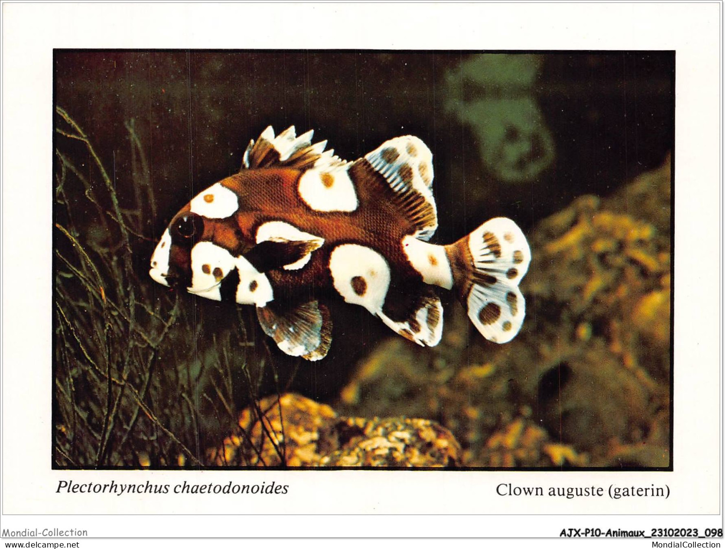 AJXP10-1023 - ANIMAUX - POISSONS CORALLIENS - Plectorhynchus Chaetodonoides - Clown Auguste - Fish & Shellfish