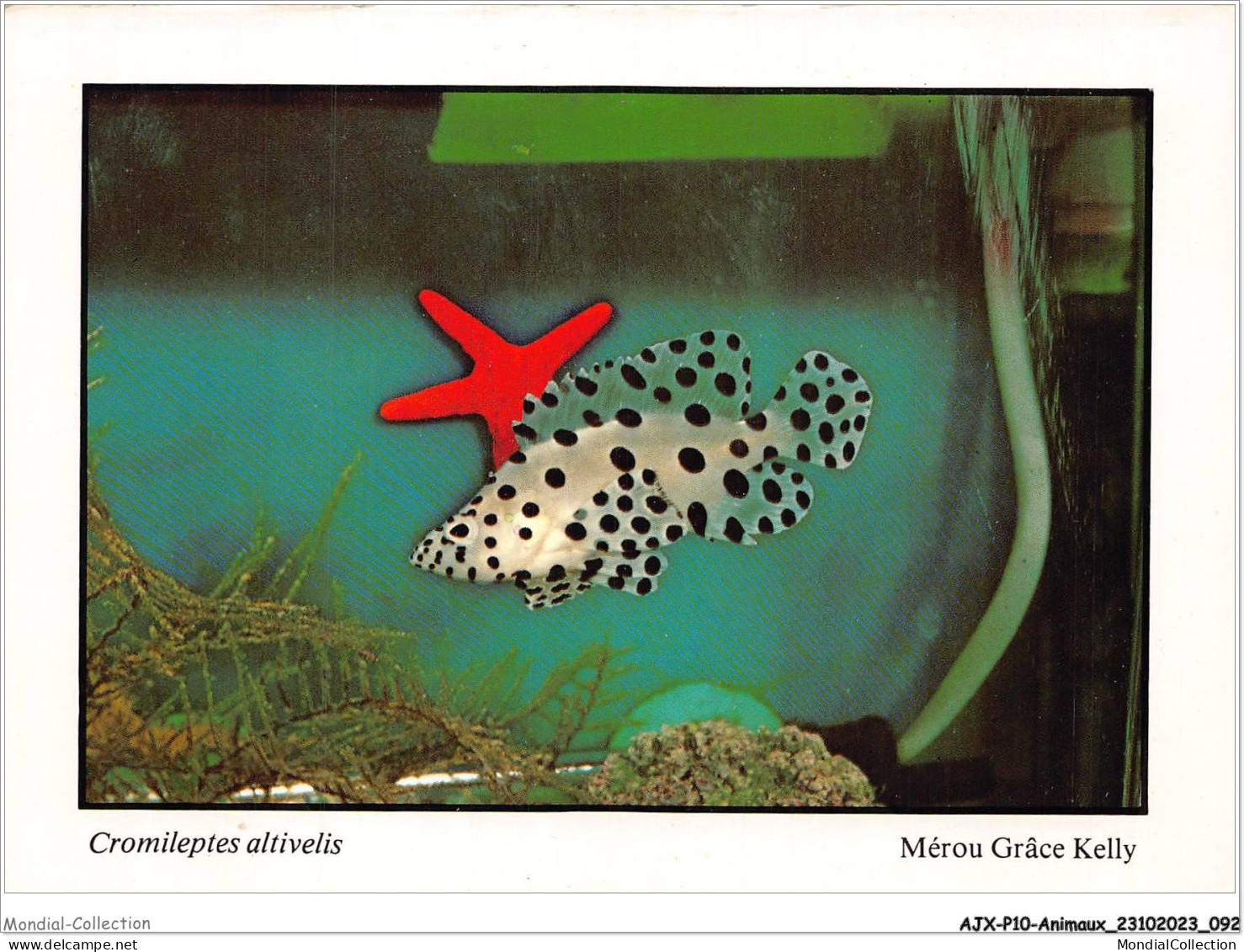 AJXP10-1020 - ANIMAUX - POISSONS CORALLIENS - Cromileptes Altivelis - Fische Und Schaltiere