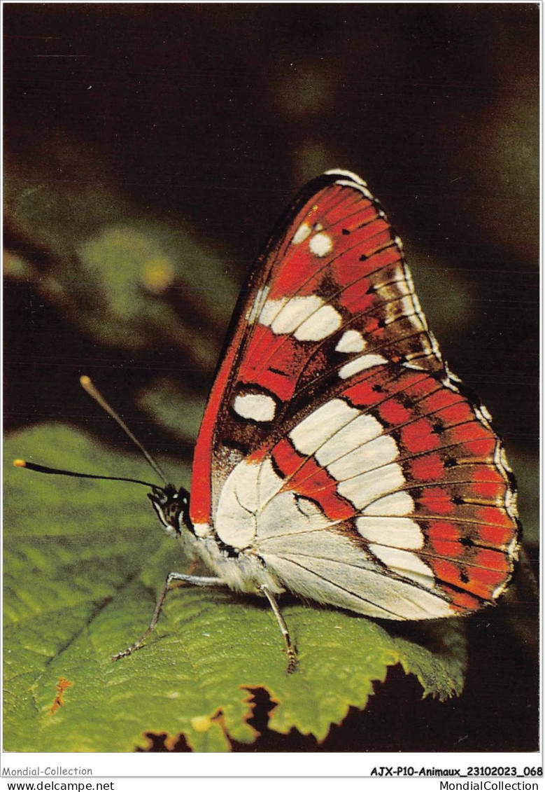 AJXP10-1008 - ANIMAUX - Limenitis Anonyma Lewis - Blauschiller - Schmetterlinge