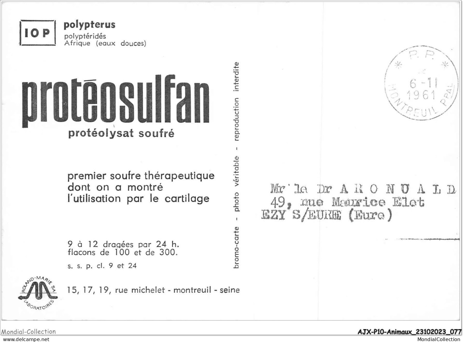 AJXP10-1012 - ANIMAUX - POLYPTERUS - Pesci E Crostacei