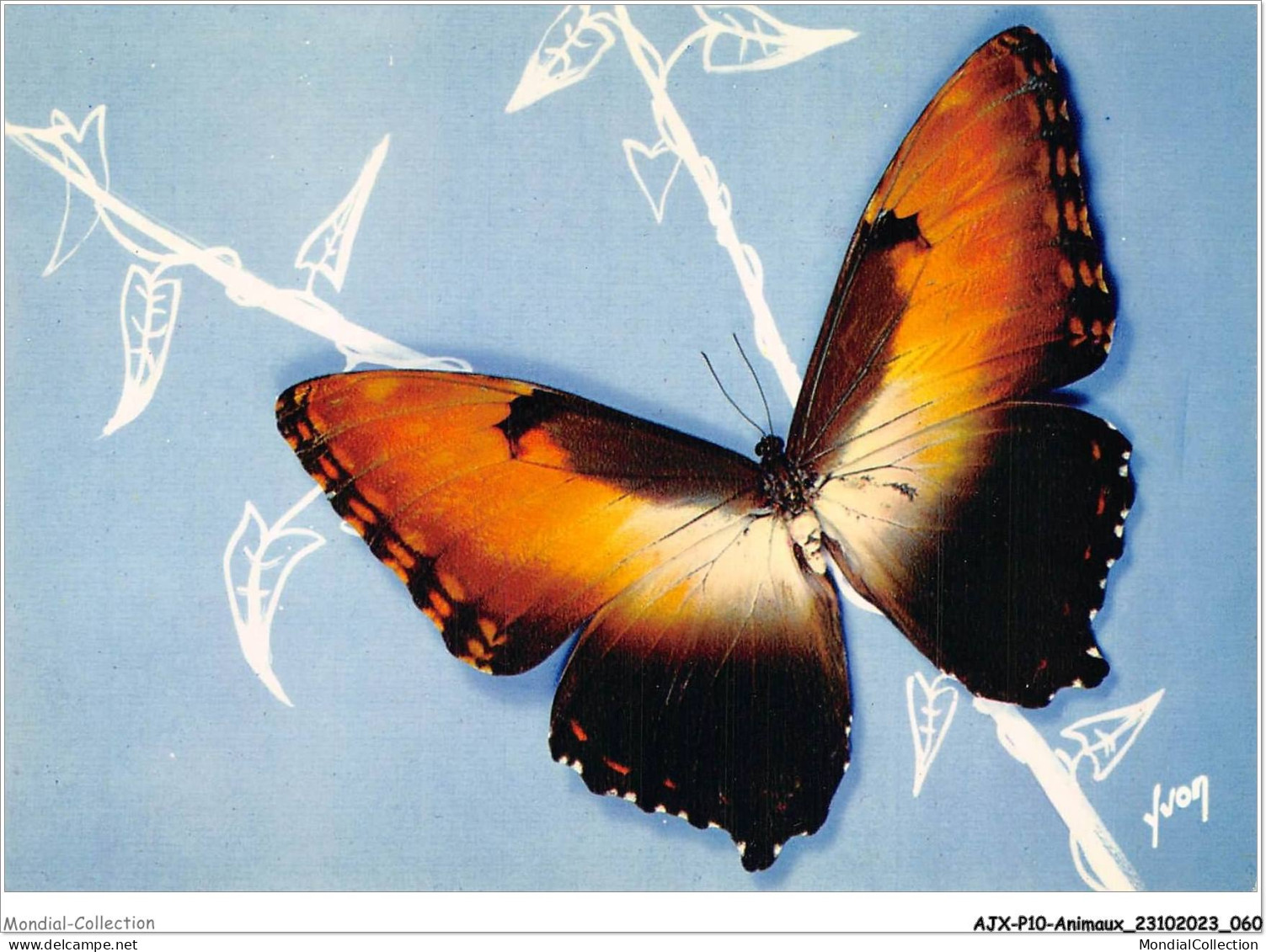 AJXP10-1004 - ANIMAUX - PAPILLONS EXOTIQUES - Morpho Hecuba - Grand Planeur - Schmetterlinge