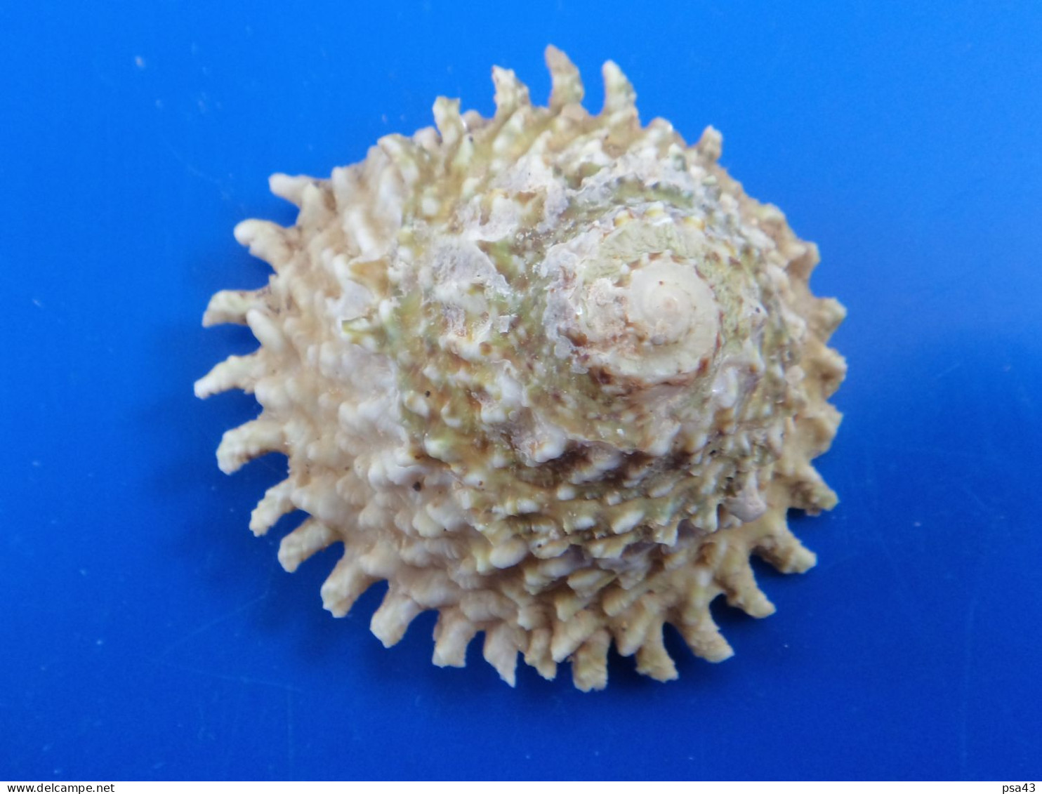 Astraea Phoebia Martinique (Le François) 54mm F+++ N1 - Seashells & Snail-shells