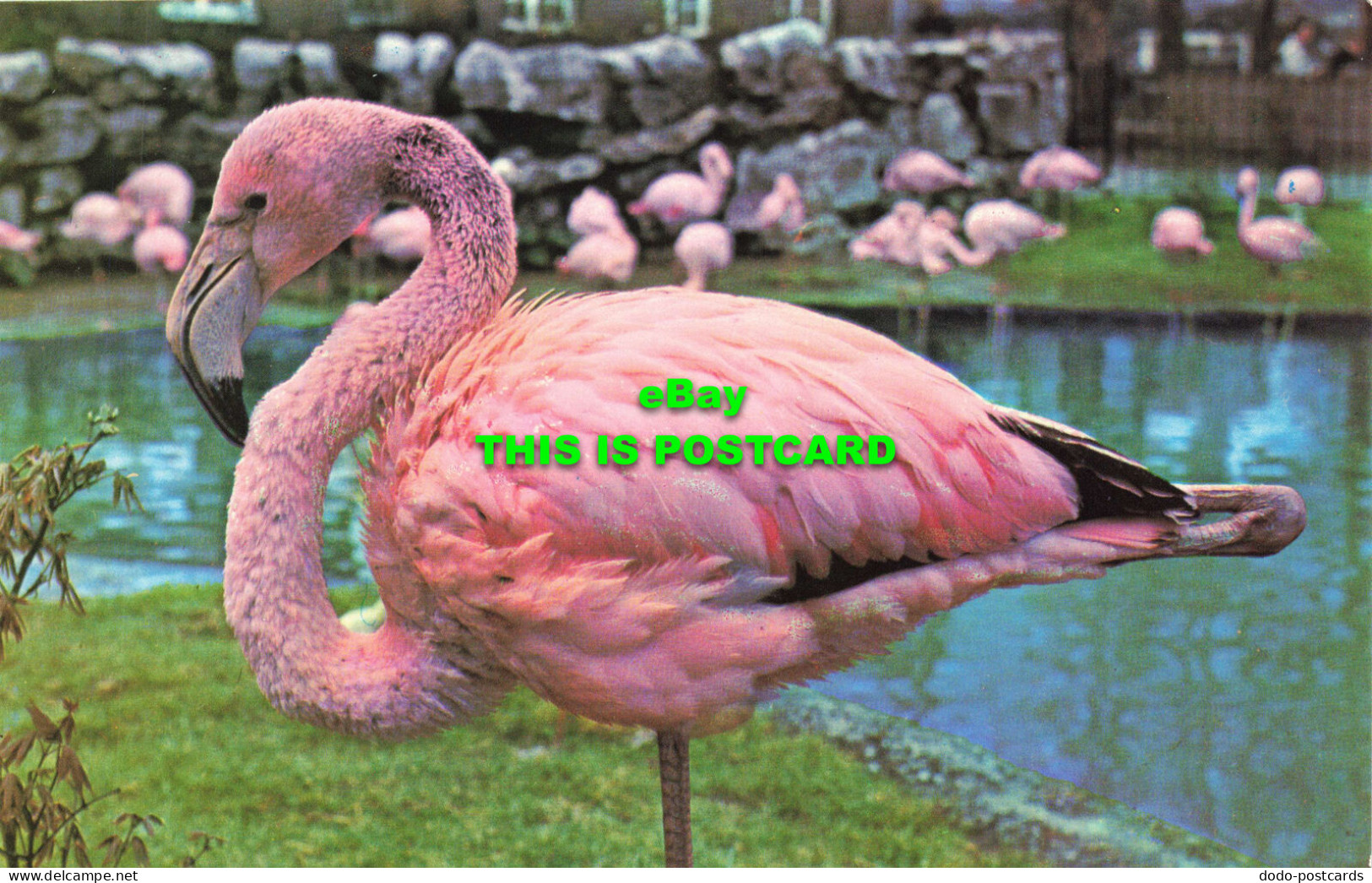 R577705 Rosy Flamingo. M. Lyster. Zoological Society Of London - Autres & Non Classés