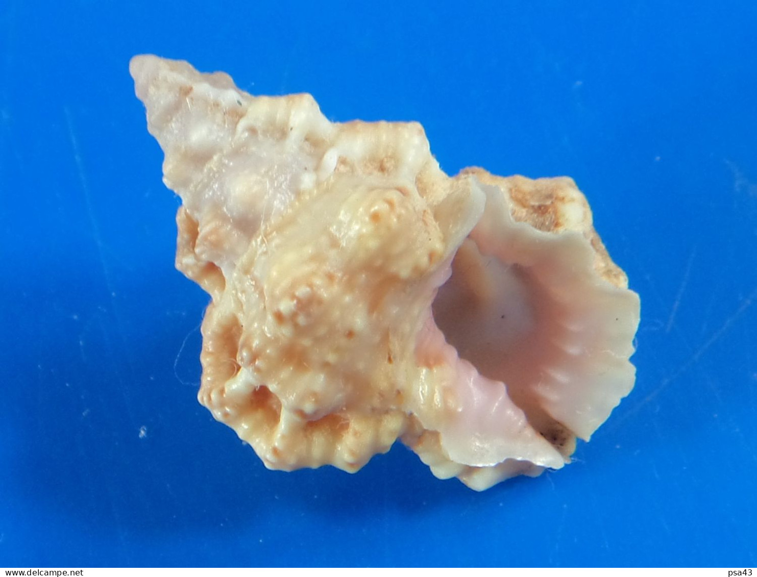 Bursa Thomae Martinique (Ste-Luce) 25,8mm F+++/GEM N3 - Seashells & Snail-shells