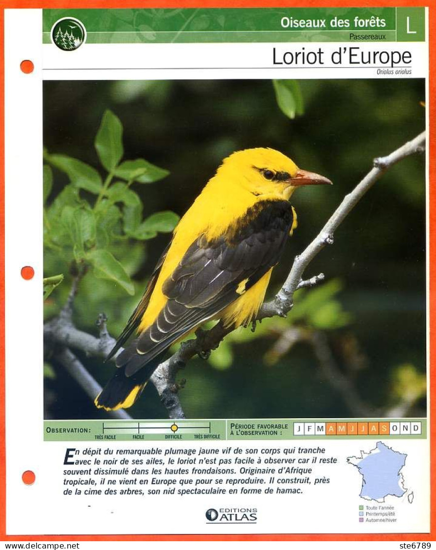 LORIOT D'EUROPE Oiseau Illustrée Documentée  Animaux Oiseaux Fiche Dépliante - Tiere
