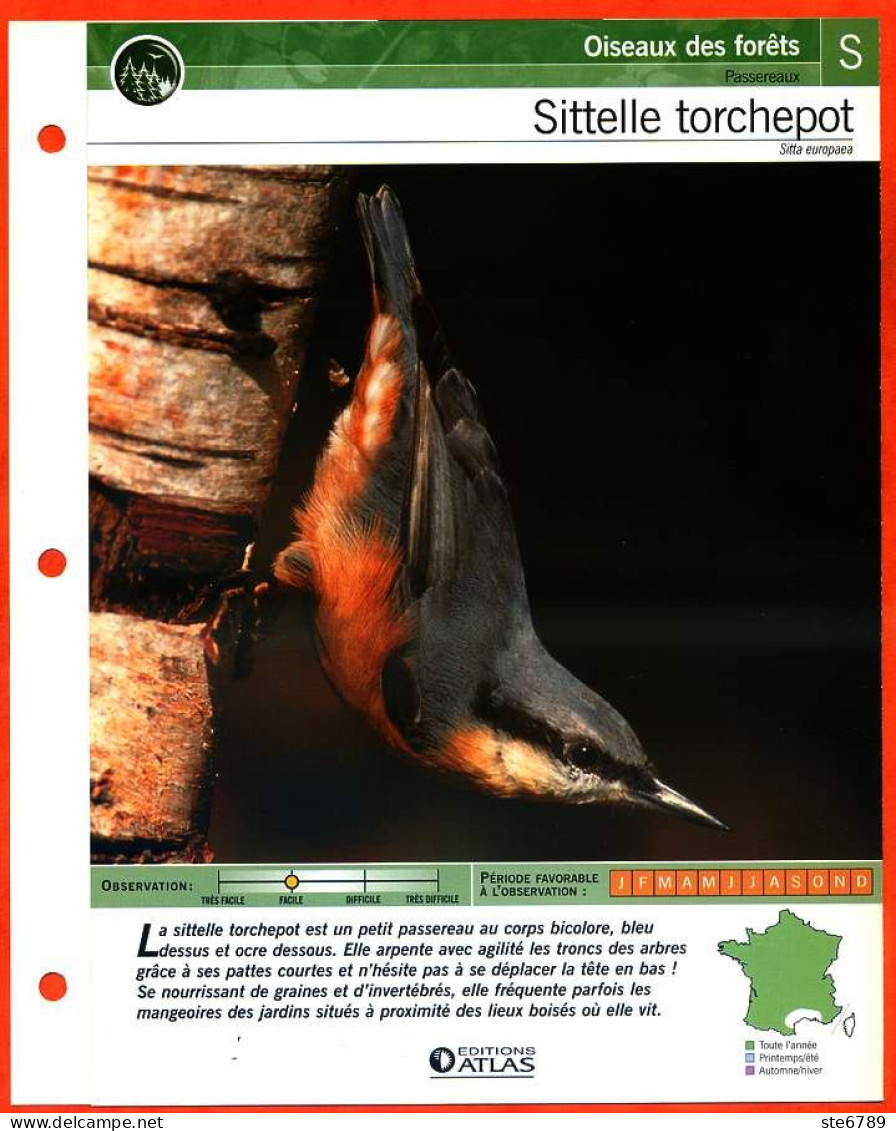 SITELLE TORCHEPOT Oiseau Illustrée Documentée  Animaux Oiseaux Fiche Dépliante - Tiere