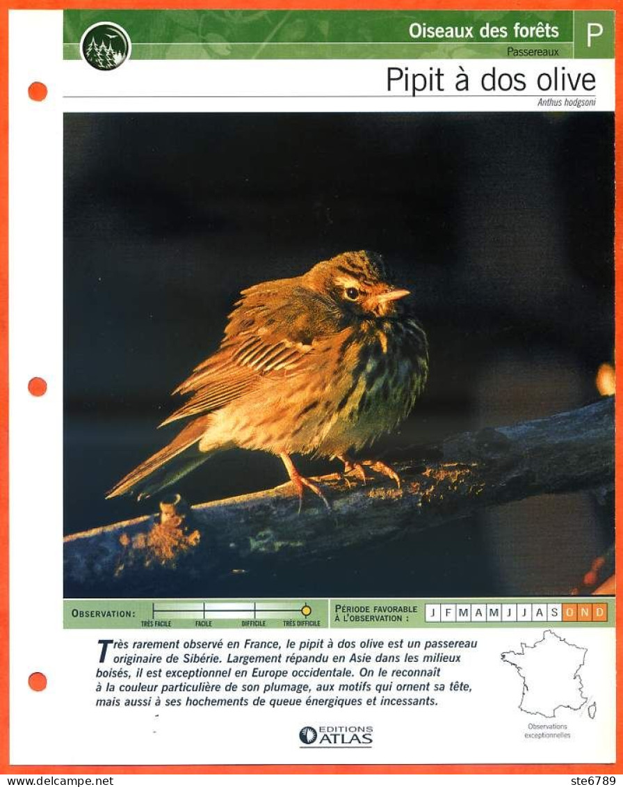 PIPIT A DOS OLIVE Oiseau Illustrée Documentée  Animaux Oiseaux Fiche Dépliante - Tiere