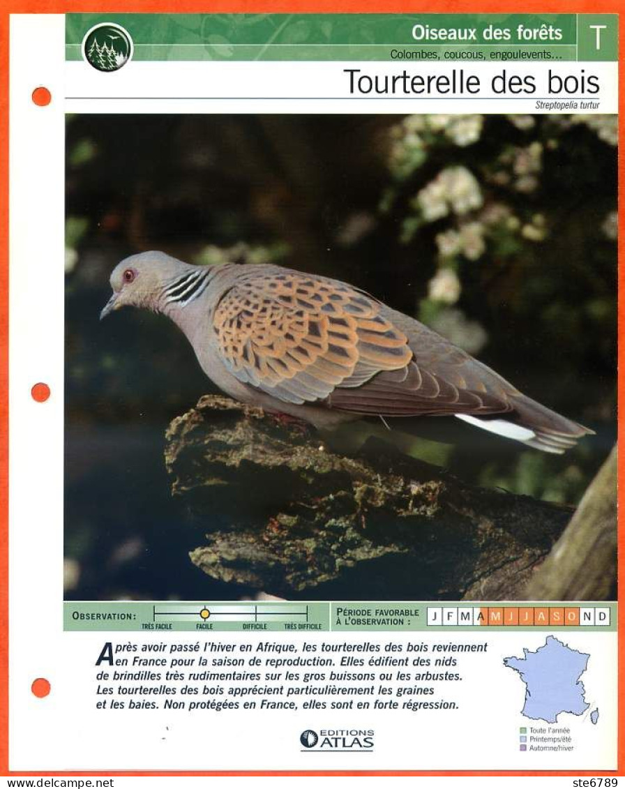 TOURTERELLE DES BOIS Oiseau Illustrée Documentée  Animaux Oiseaux Fiche Dépliante - Animals