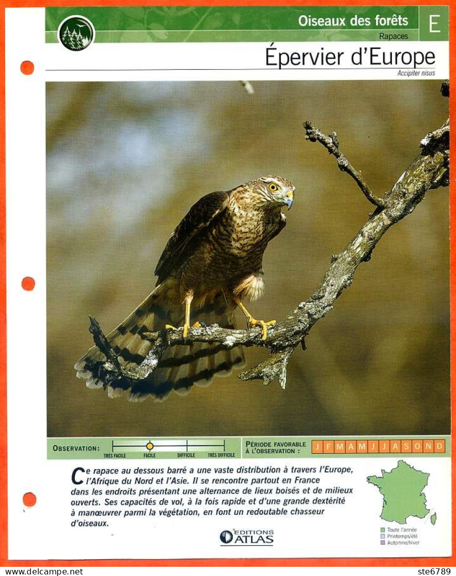EPERVIER D'EUROPE Oiseau Illustrée Documentée  Animaux Oiseaux Fiche Dépliante - Animaux