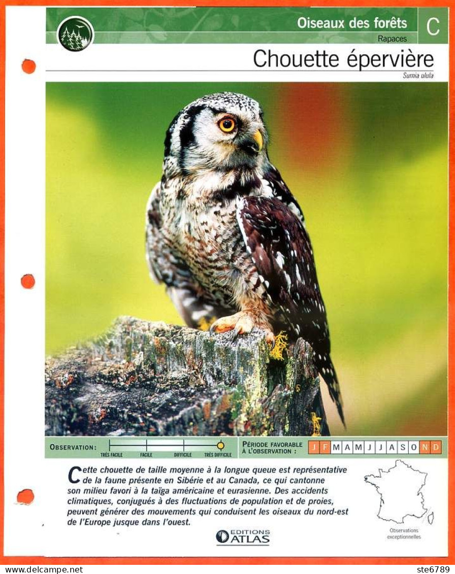 CHOUETTE EPERVIERE Oiseau Illustrée Documentée  Animaux Oiseaux Fiche Dépliante - Animaux