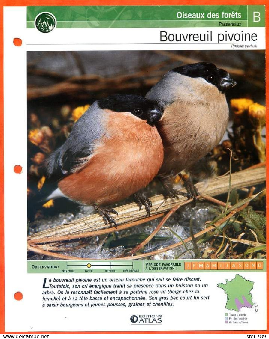 BOUVREUIL PIVOINE Oiseau Illustrée Documentée  Animaux Oiseaux Fiche Dépliante - Animales