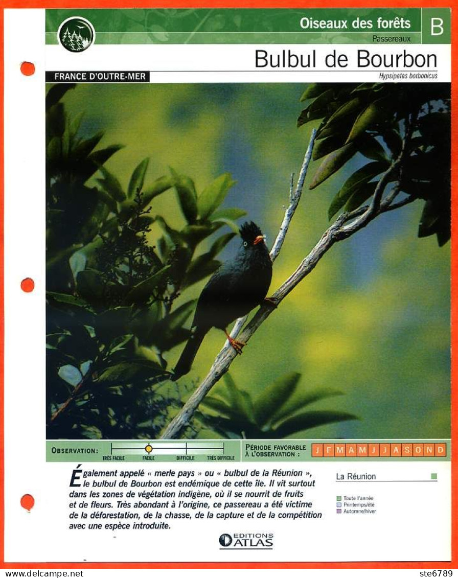 BULBUL DE BOURBON Oiseau Illustrée Documentée  Animaux Oiseaux Fiche Dépliante - Animals