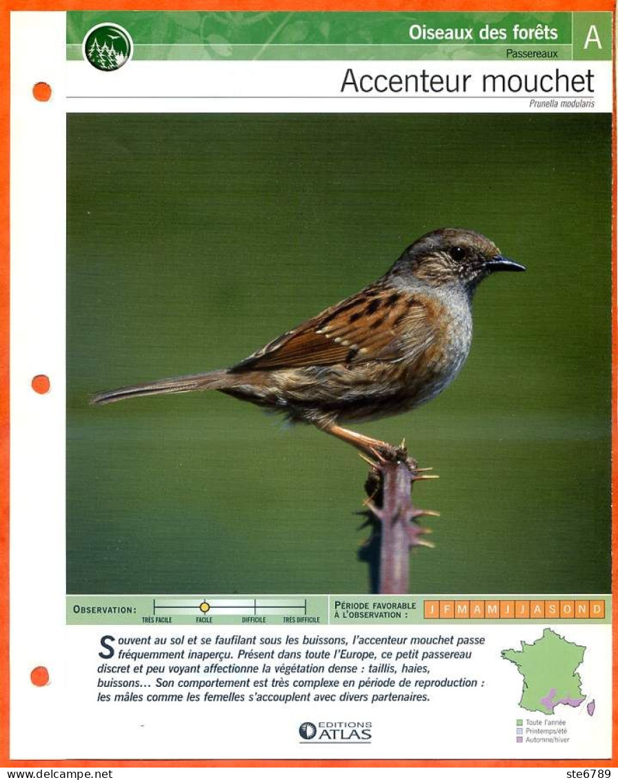ACCENTEUR MOUCHET Oiseau Illustrée Documentée  Animaux Oiseaux Fiche Dépliante - Tiere