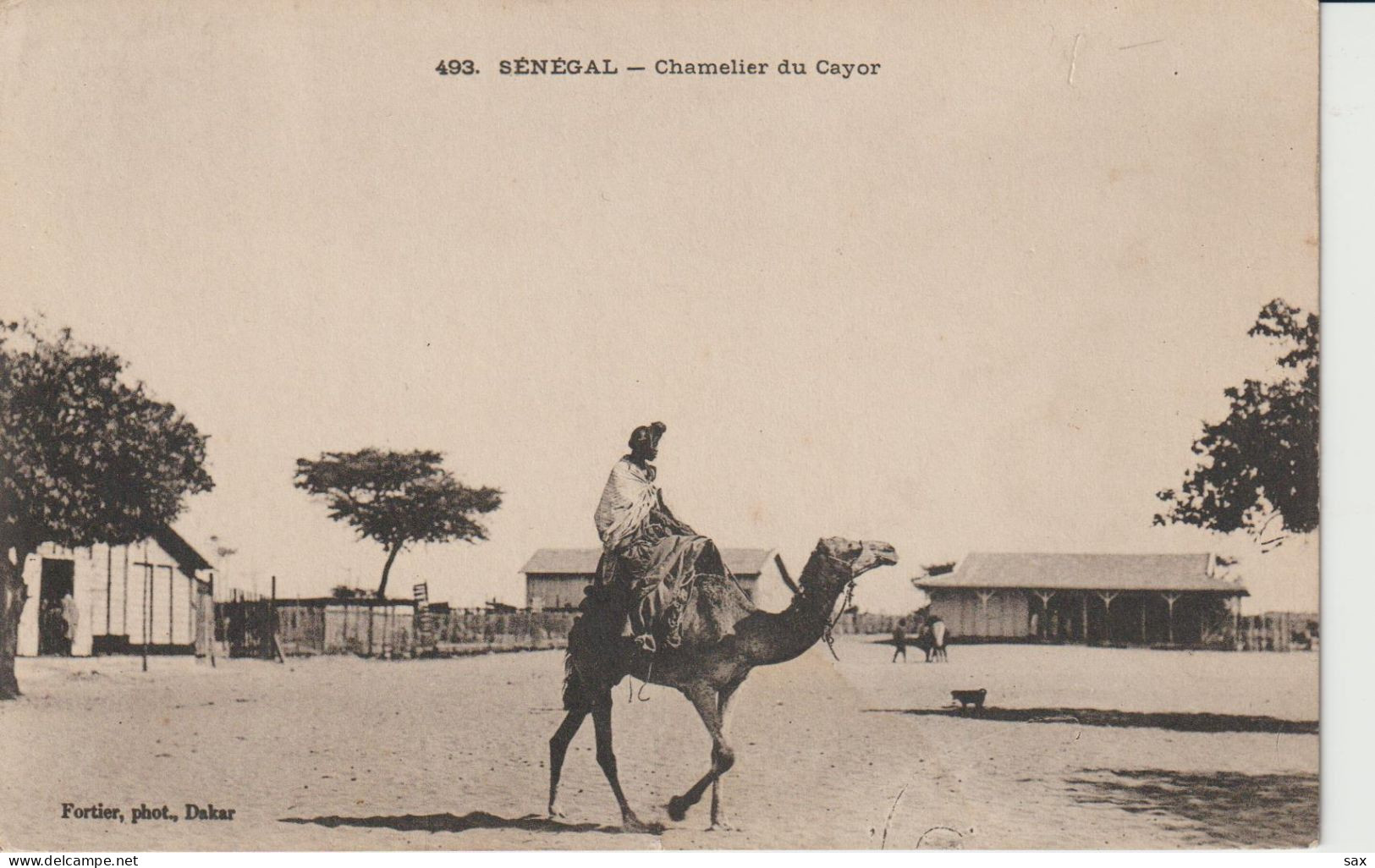 2418-237  Av 1905 N°493 Séné Chameliers Du Cayor Fortier Photo Dakar   Retrait 19-05 - Senegal