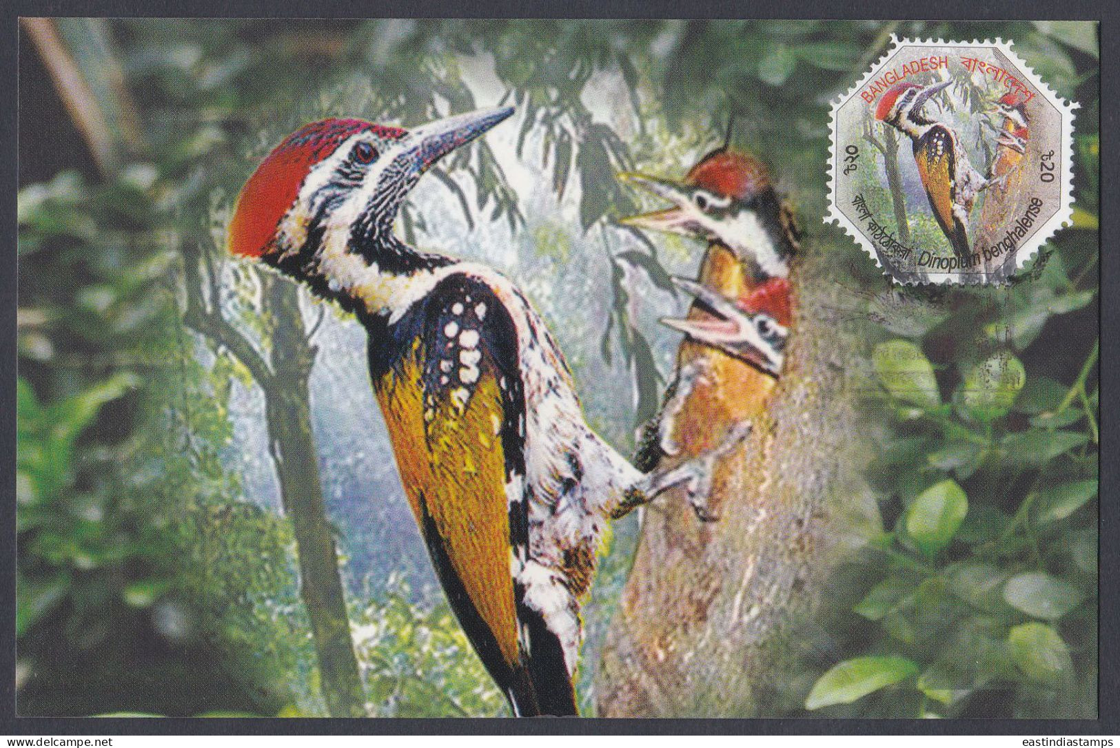 Bangladesh 2012 Postcard Lesser Goldenback, Woodpecker, Bird, Birds, Odd-shape - Bangladesch