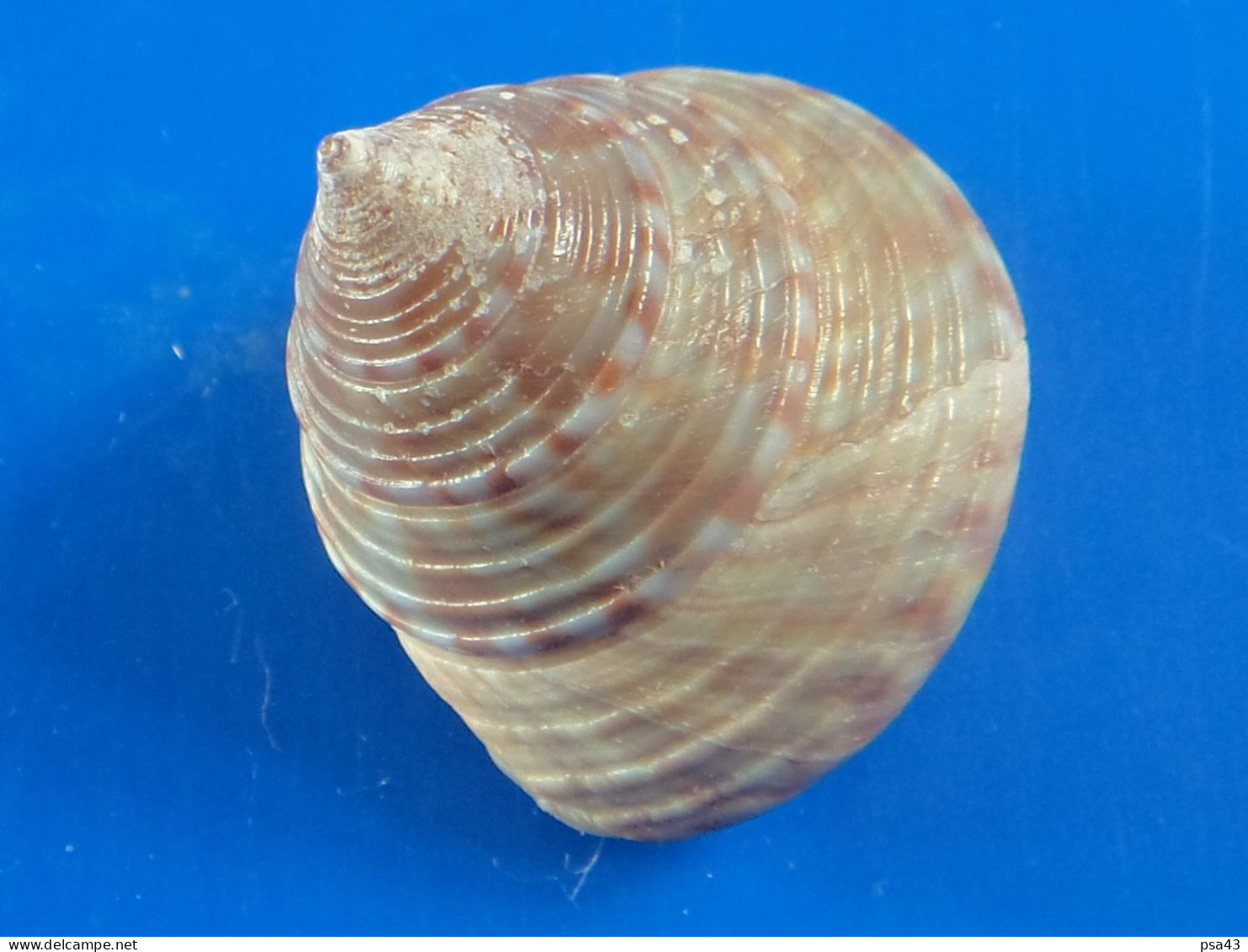 Calliostoma Zizyphinum Manche (St-Malo) 21,4mm F+++ WO N9 - Seashells & Snail-shells