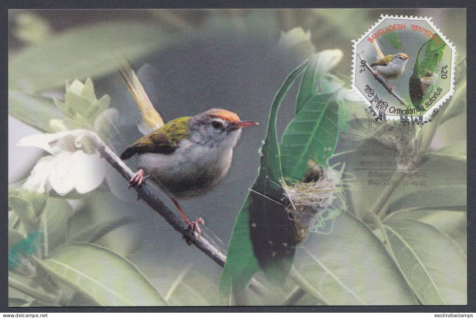 Bangladesh 2012 Postcard Common Tailorbird, Parrot, Bird, Birds, Odd-shape - Bangladesch