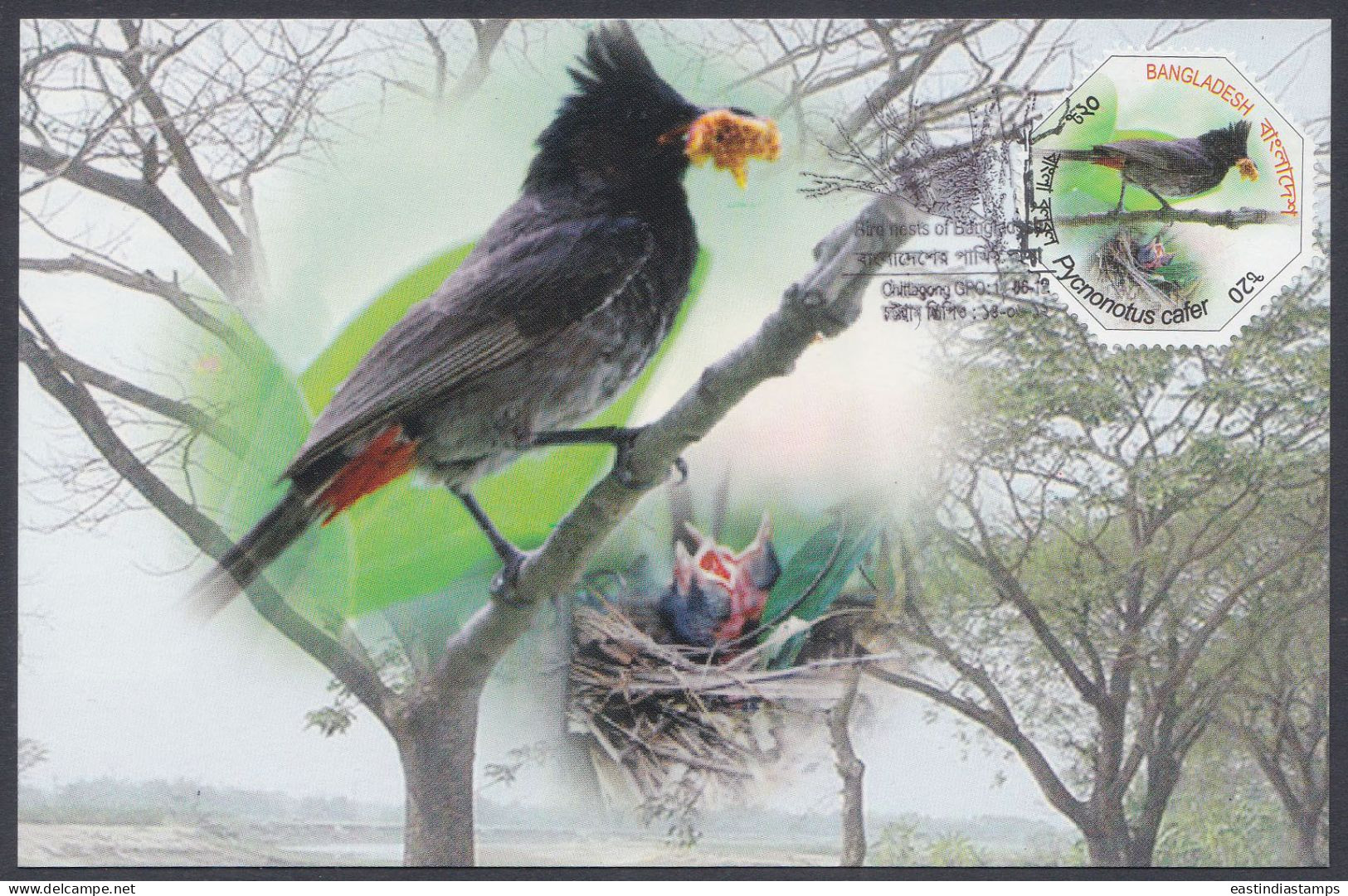 Bangladesh 2012 Postcard Red-vented Bulbul, Parrot, Bird, Birds, Odd-shape - Bangladesh