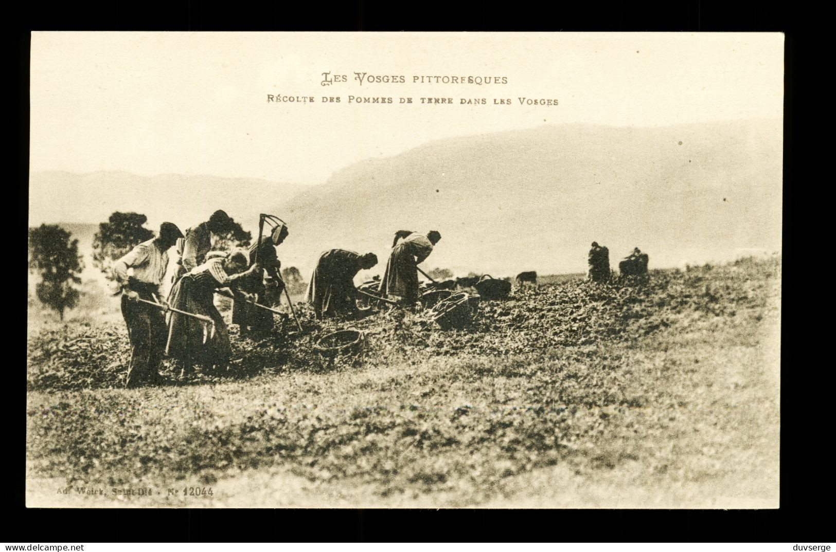 88 Vosges Agriculture Recolte Des Pommes De Terre Dans Les Vosges - Cultures