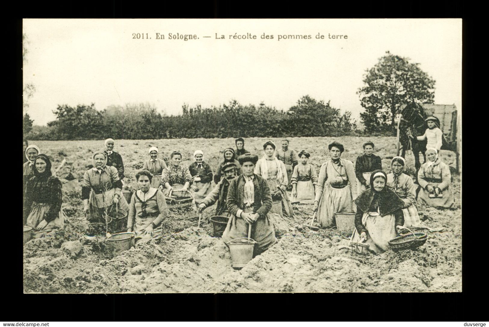 41 Loir Et Cher, 45 Loiret , 18 Cher  : Agriculture Recolte Des Pommes De Terre En Sologne - Cultivation