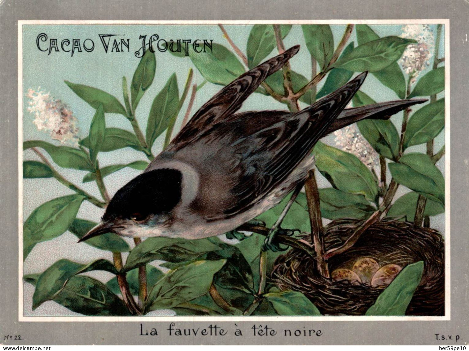 CHROMO CACAO VAN HOUTEN LES OISEAUX LA FAUVETTE A TETE NOIRE N°22 - Van Houten