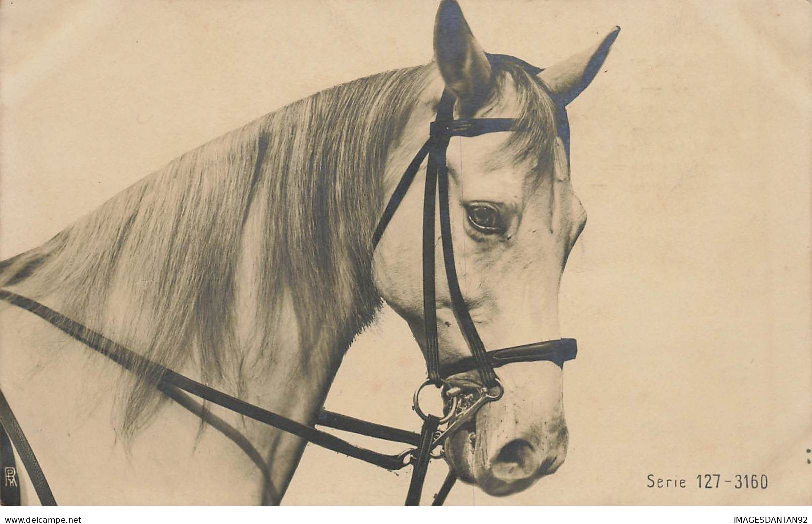 EQUITATION #AS36689 PORTRAIT DE CHEVAL HIPPISME - Horse Show
