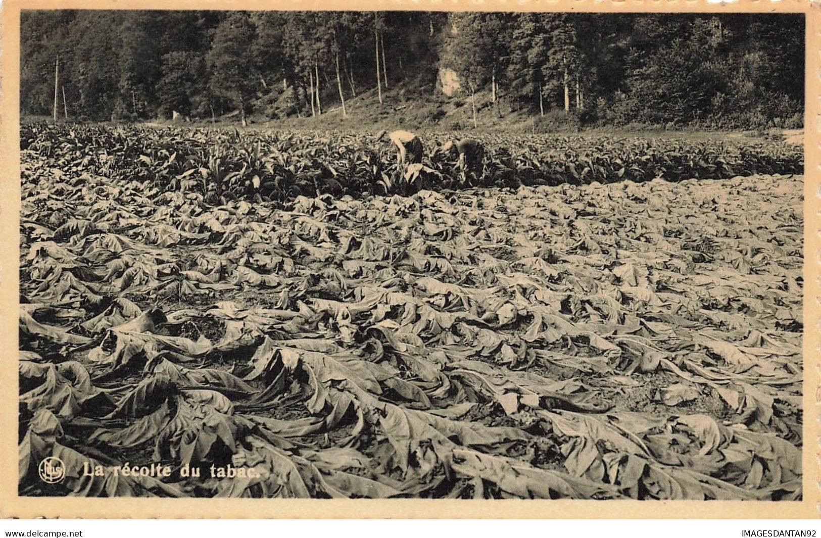 BELGIQUE #MK35437 FRAHAN SUR SEMOIS LA RECOLTE DU TABAC - Sonstige & Ohne Zuordnung