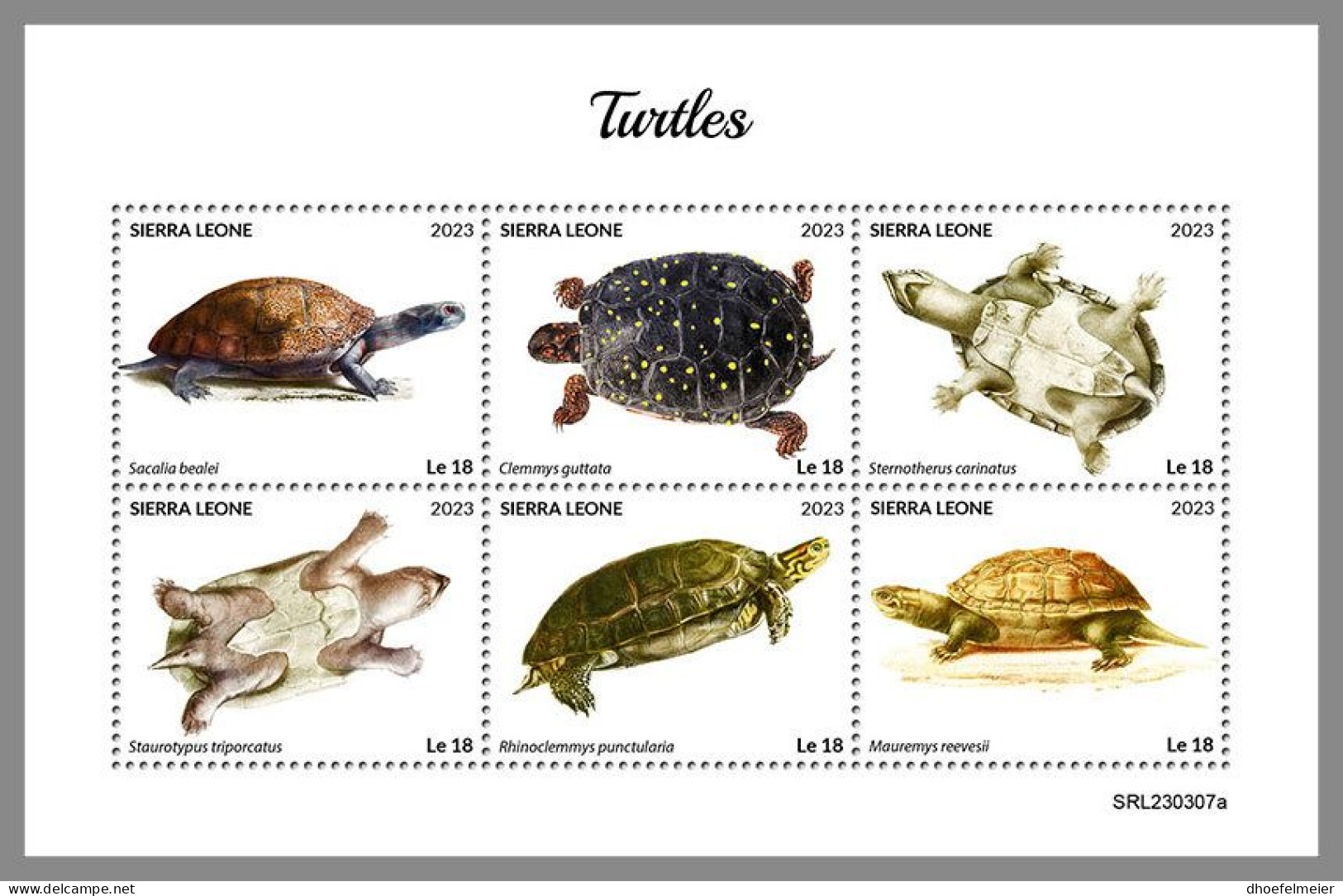 SIERRA LEONE 2023 MNH Turtles Schildkröten M/S – OFFICIAL ISSUE – DHQ2418 - Tortues