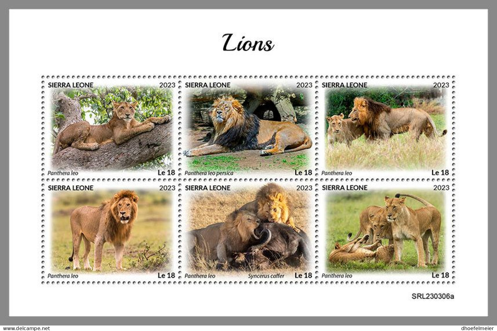SIERRA LEONE 2023 MNH Lions Löwen M/S – OFFICIAL ISSUE – DHQ2418 - Roofkatten