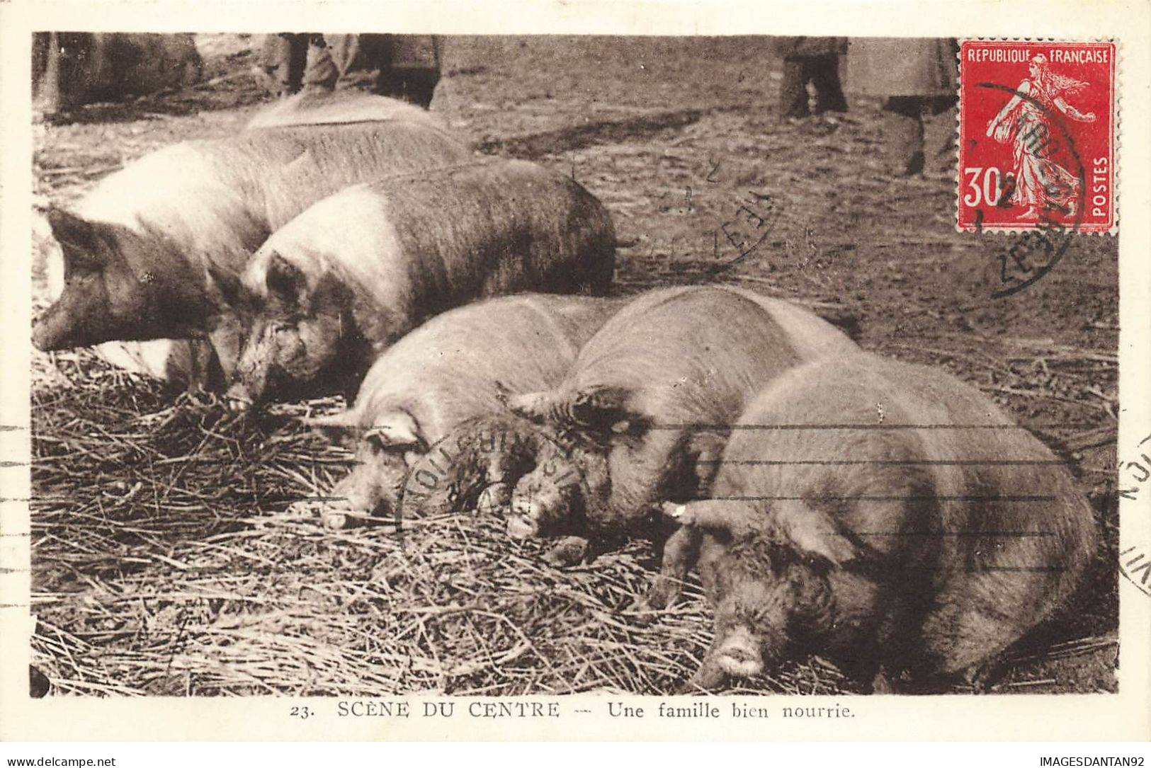 COCHONS #MK39595 UNE FAMILLE BIEN NOURRIE COCHONS - Pigs