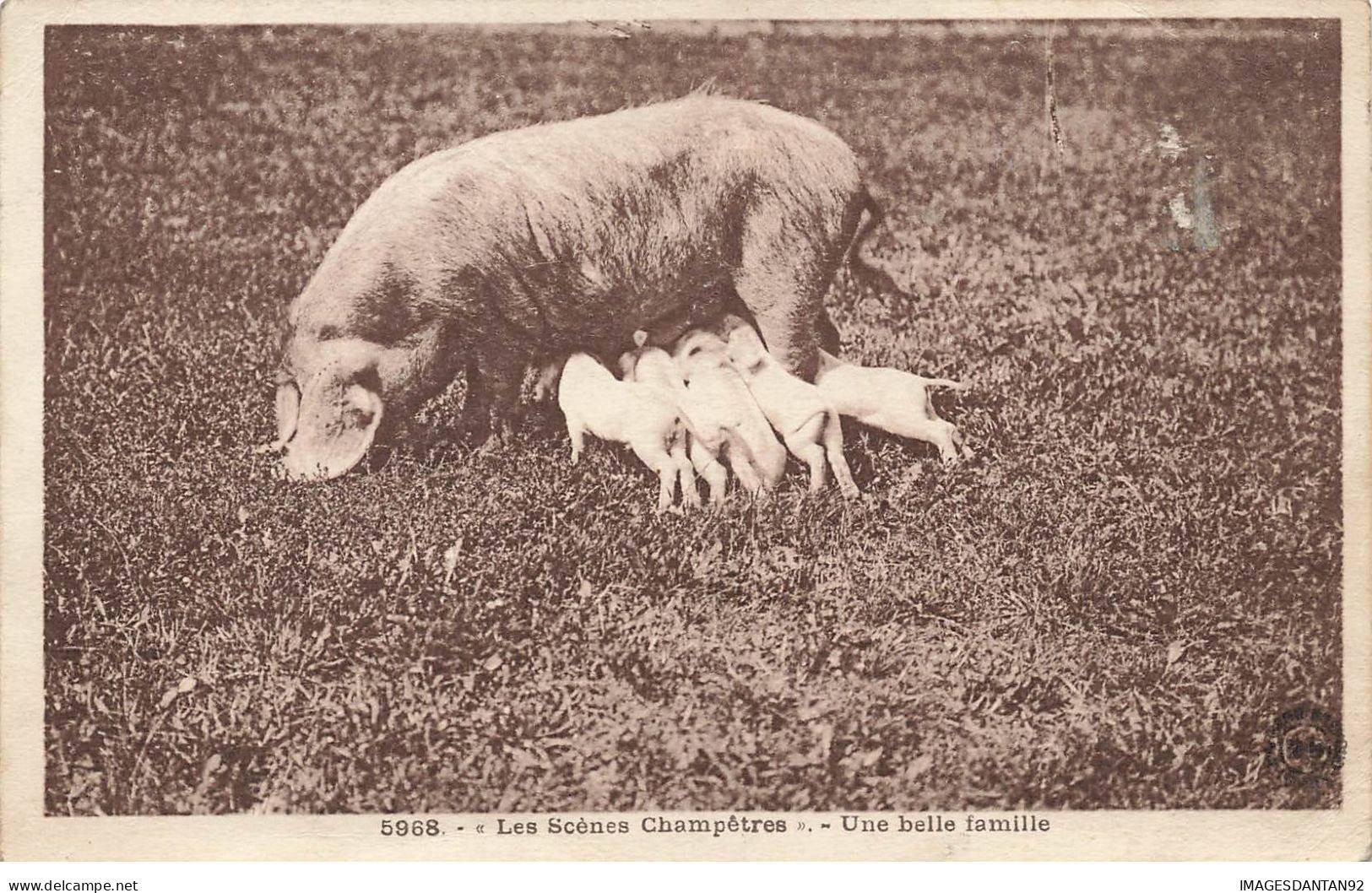 COCHONS #MK39593 LES SCENES CHAMPETRES UNE BELLE FAMILLE UNE TRUIE ET SES PETITS - Pigs