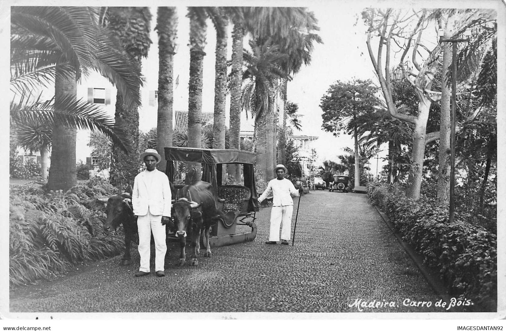 PORTUGAL #MK43928 MADEIRA CARRO DE BOIS BOEUFS - Madeira