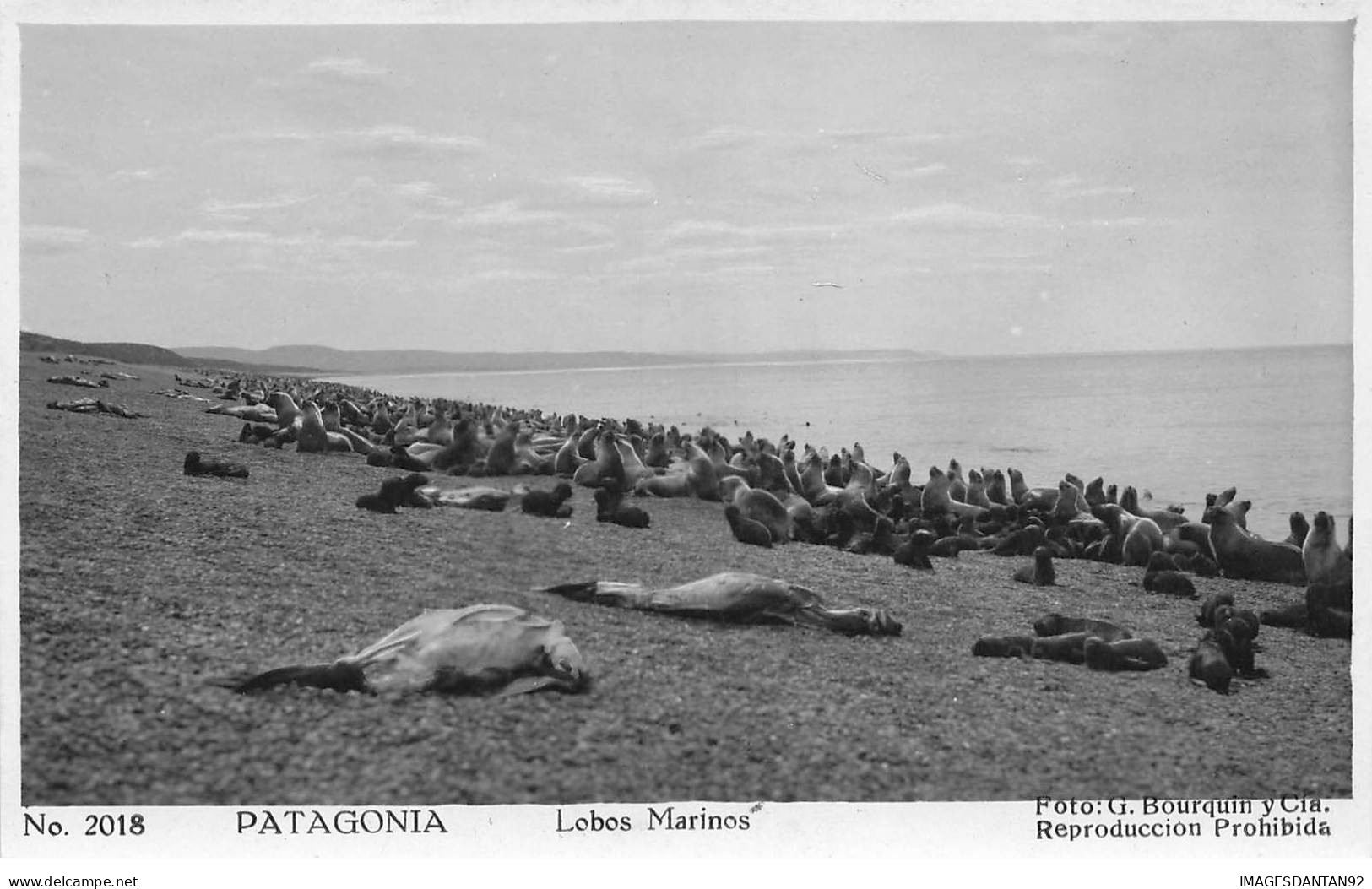 ARGENTINE #MK44619 PATAGONIA LOBOS MARINOS - Argentine